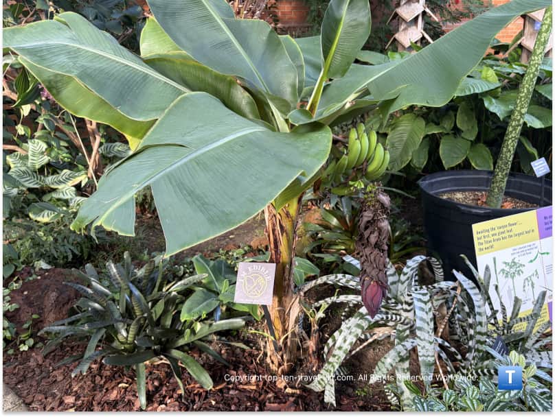 Ensete ventricosum at Matthaei Botanical Gardens