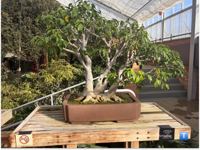 Bonsai tree at Matthaei Botanical Gardens