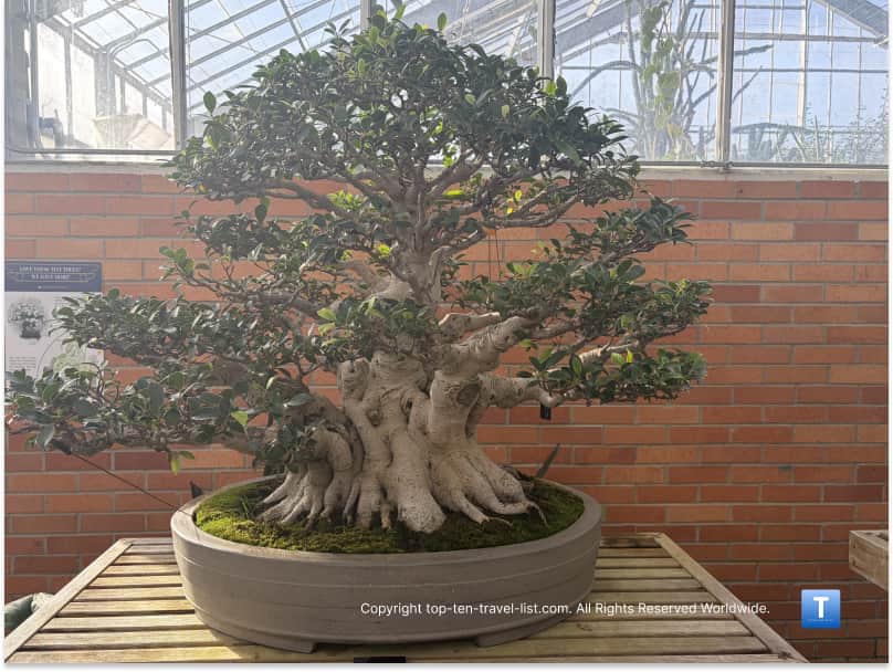 Bonsai tree at Matthaei Botanical Gardens
