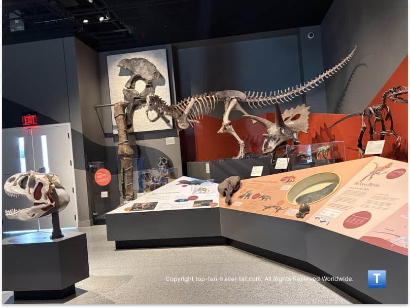 Dinosaur fossils at the University of Michigan Museum of Natural History