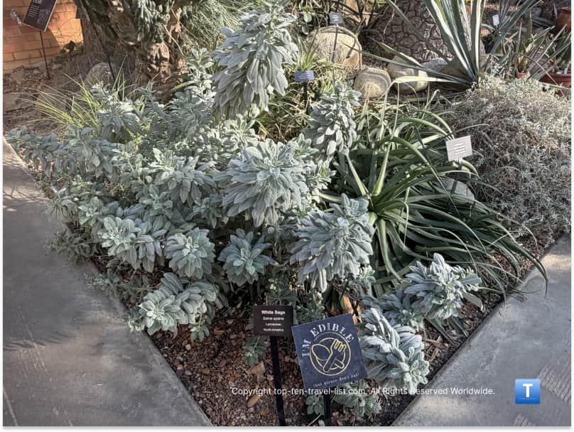 White sage plant at Matthaei Botanical Gardens