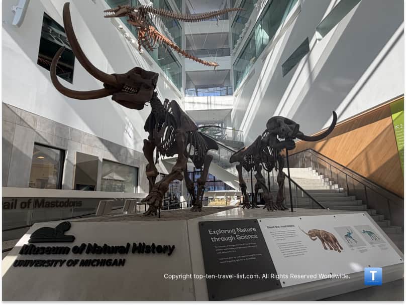 Mastodon exhibit at the University of Michigan Museum of Natural History