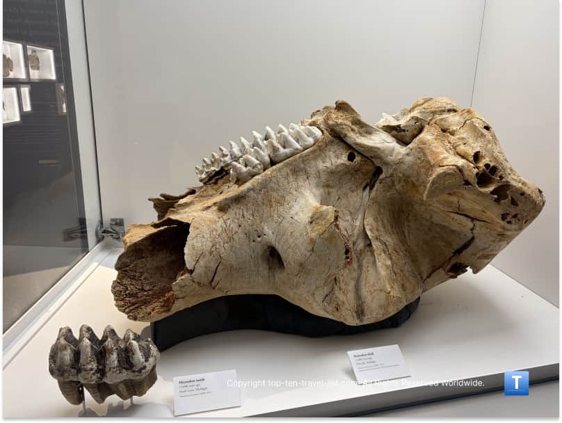 Mastodon teeth fossil at University of Michigan Museum of Natural History