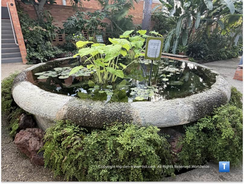 Tropical garden at Matthaei Botanical Gardens
