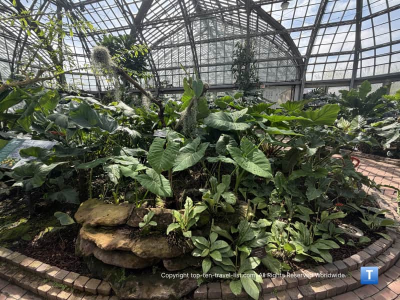 Aroid House plants at the Garfield Park Conservatory