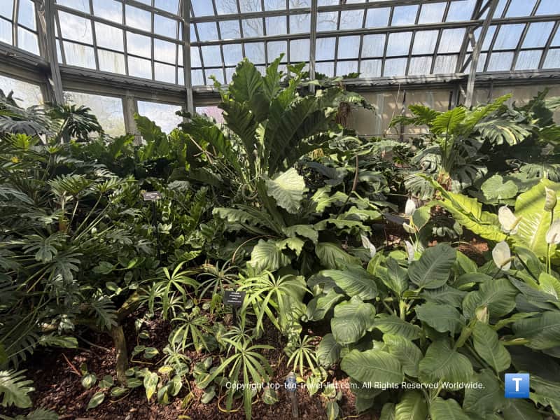 Aroid plants at the Garfield Park Conservatory