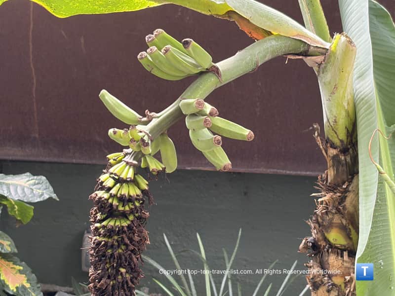 Mini bananas growing at the Garfield Park Conservatory