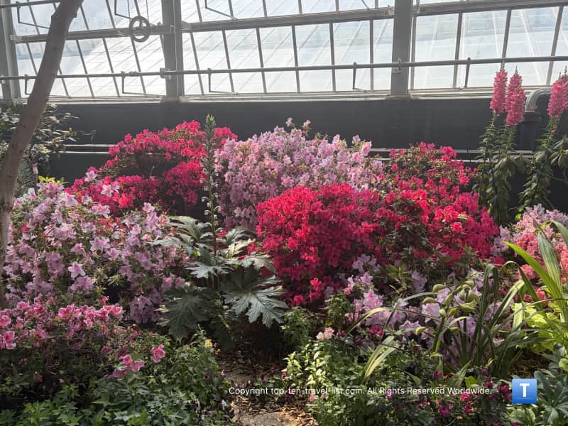 Colorful pink spring flowers at the Garfield Park Conservatory