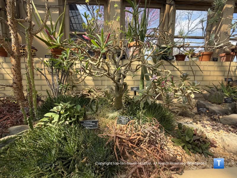 Cacti display at the Garfield Conservatory
