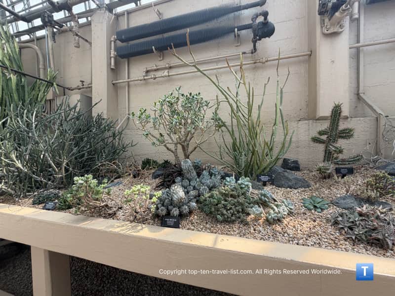 Diverse cacti varieties at the Garfield Conservatory