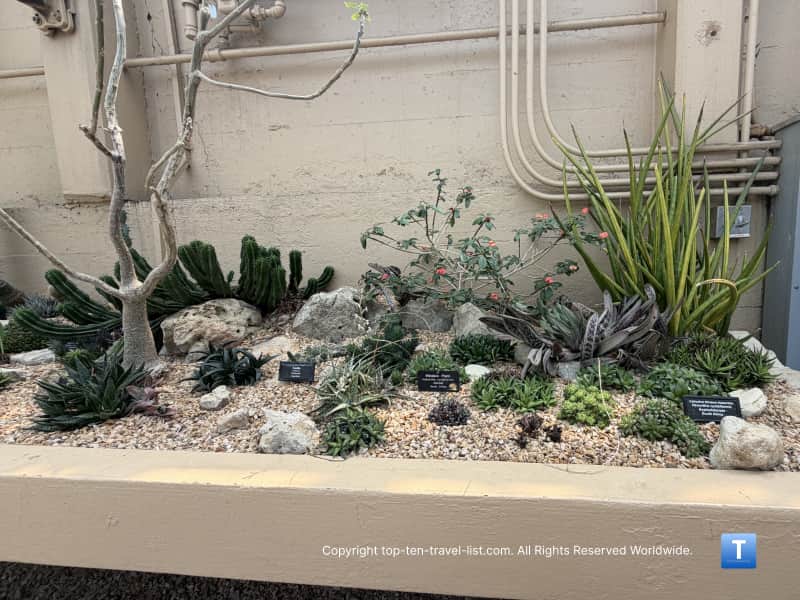 Healthy looking cacti at the Garfield Park Conservatory
