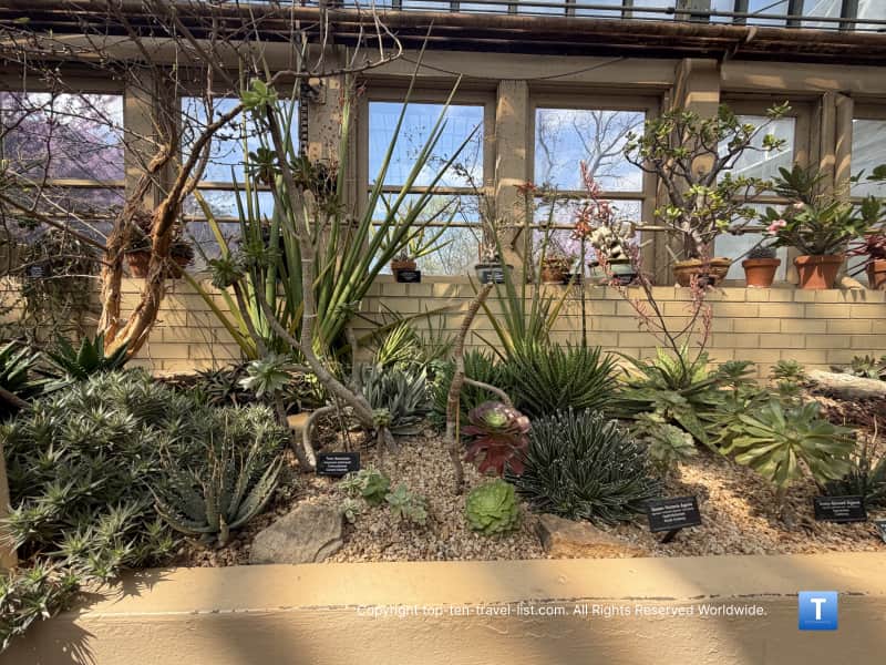 Beautiful cacti species at the Garfield Park Conservatory