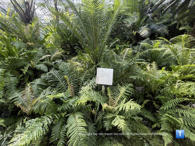 Tree ferns from the Jurassic age at the Garfield Park Conservatory