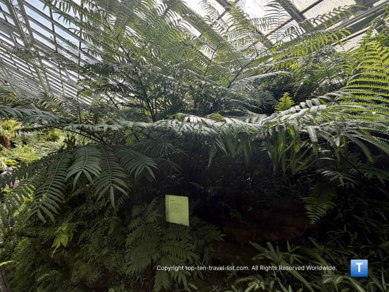 Giant Fern at the Garfield Park Conservatory