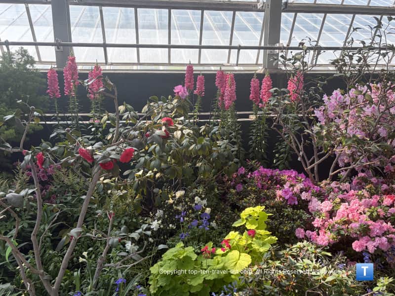 Colorful variety of spring flowers at the Garfield Park Conservatory