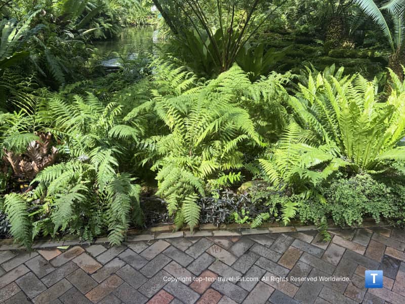 Green ferns at the Garfield Park Conservatory