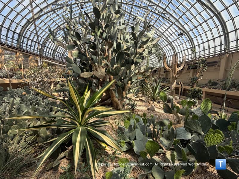 Healthy green cacti at the Garfield Park Conservatory