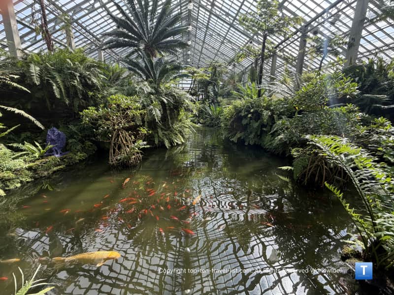 Koi pond in the Fern House at the Garfield Park Conservatory