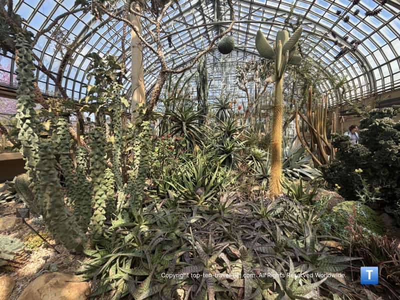 Healthy cacti garden at the Garfield Park Conservatory