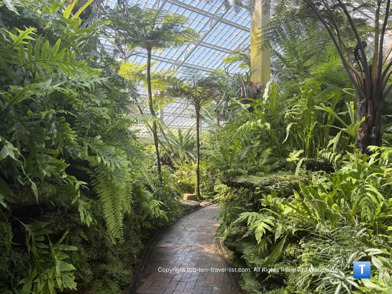 Lush green ferns at the Garfield park Conservatory