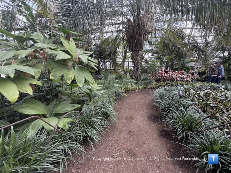 Lush green walkway of palms at the Garfield park Consevatory