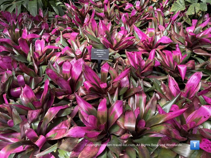 Monocots at the Garfield Park Conservatory