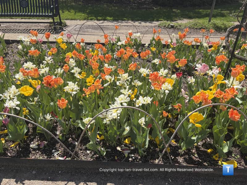 Orange tulips outside the Garfield Park Conservatory