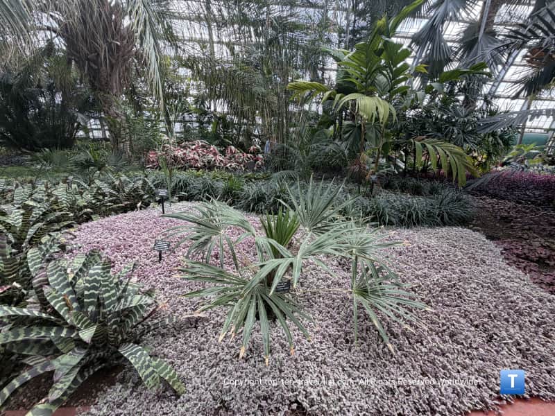 Palm House plants at the Garfield Park Conservatory