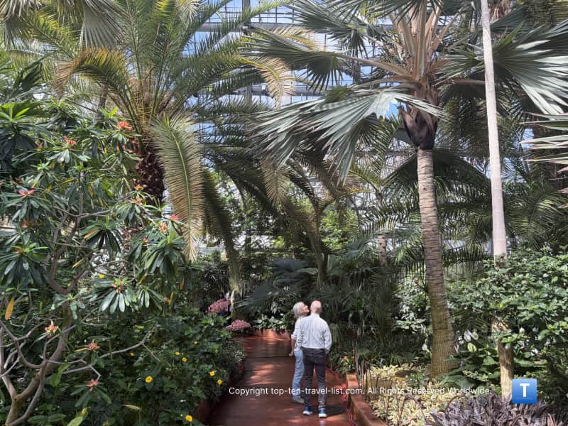 Palm species at the Garfield Park Conservatory