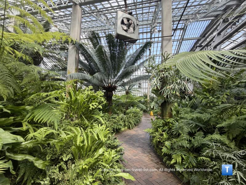 Fern trail at the Garfield Park Conservatory