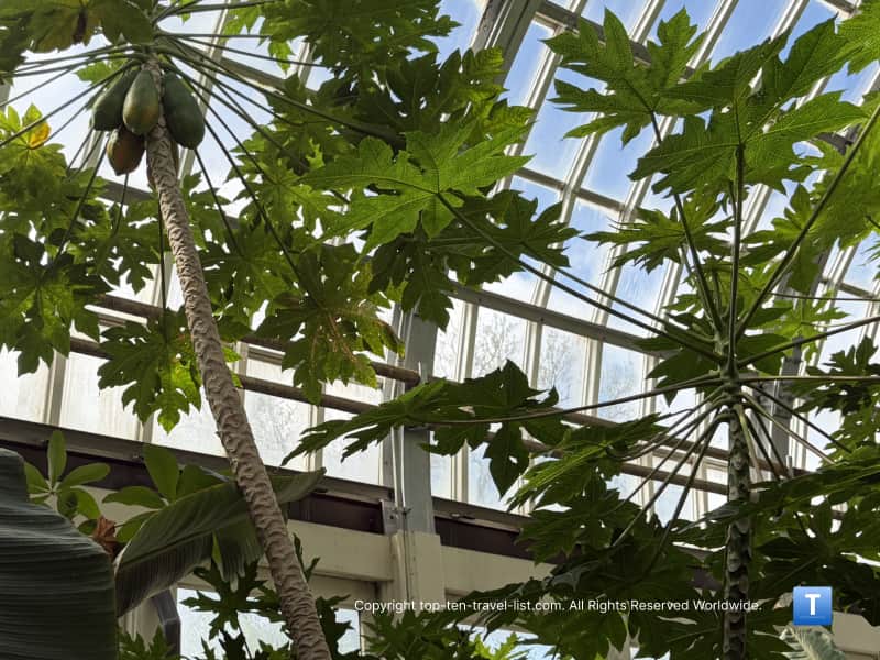 Papaya tree at the Garfield Park Conservatory