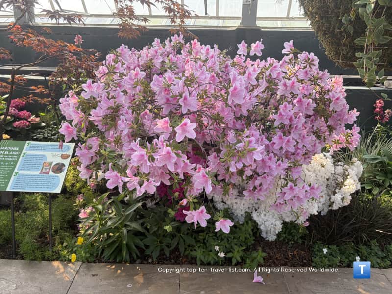 Pink flowers at the Garfield Park Conservatory