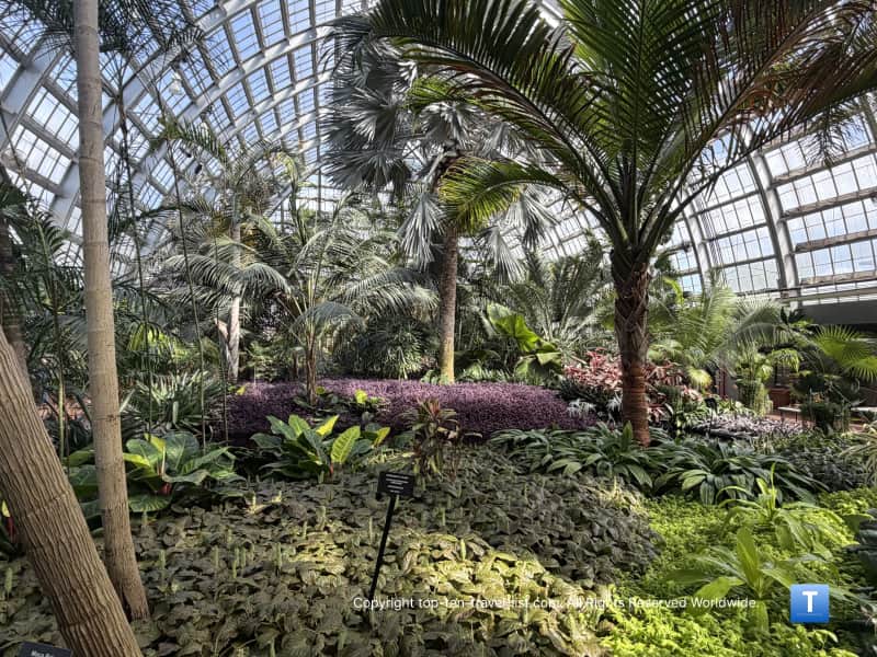 Lush green views in the Palm House at the Garfield Park Conservatory