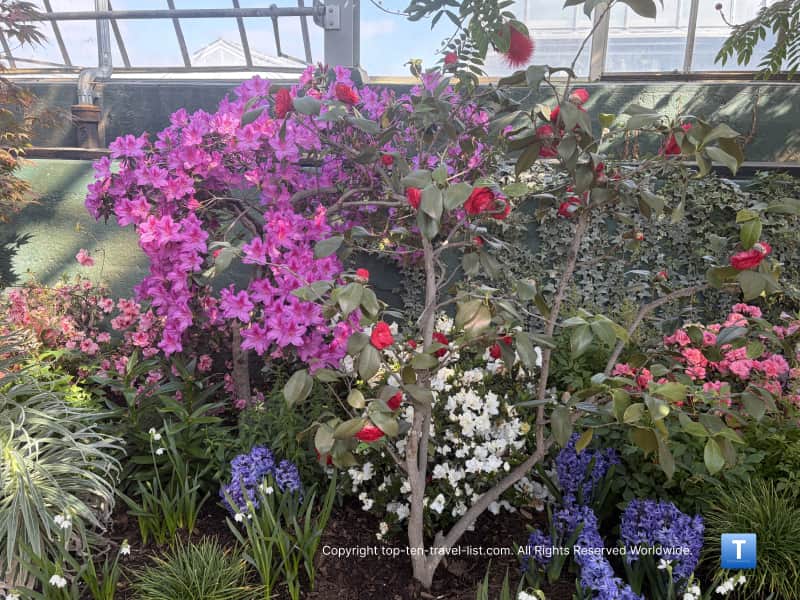 Spring blooms at the Garfield Park Conservatory
