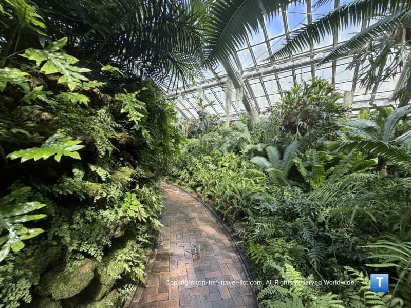 Pathway of green ferns at the Garfield Park Conservatory