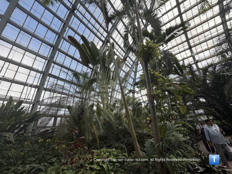 Tall ceiling in the Palm House at the Garfield Park Conservatory