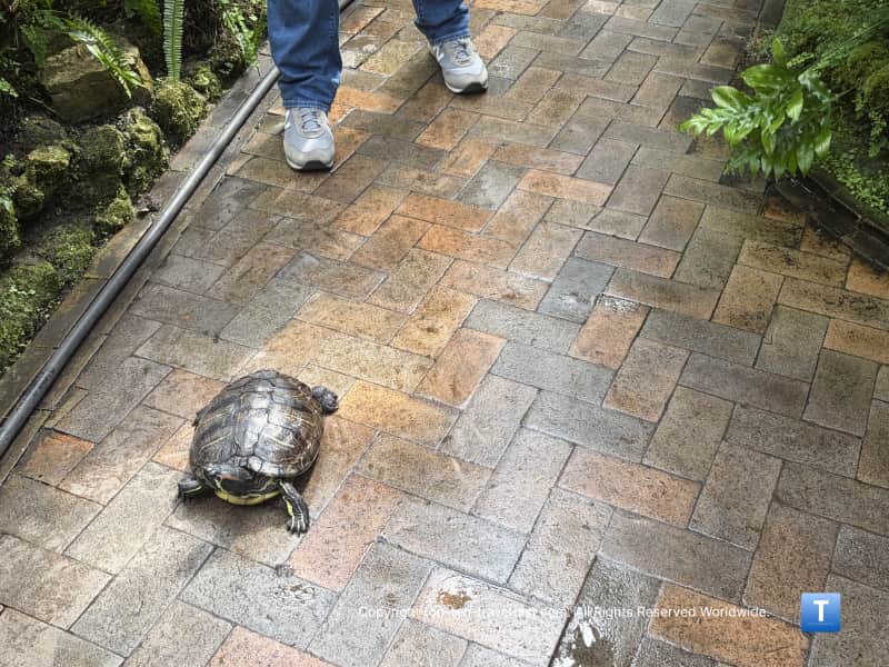 Turtle roaming around the Garfield Park Conservatory
