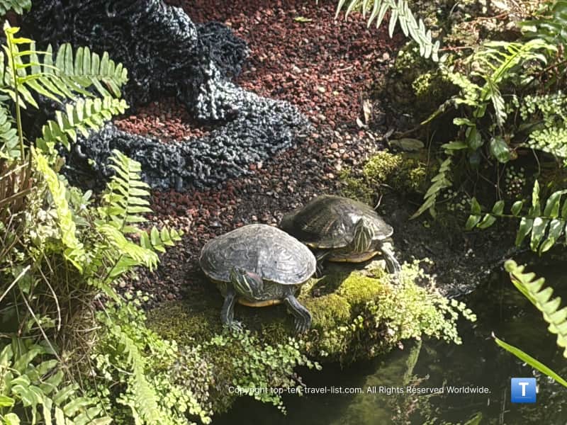 Turtles in the Fern House at the Garfield park Conservatory