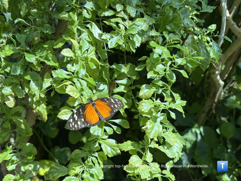 Butterfly Pavilion at the Henry Doorly Zoo