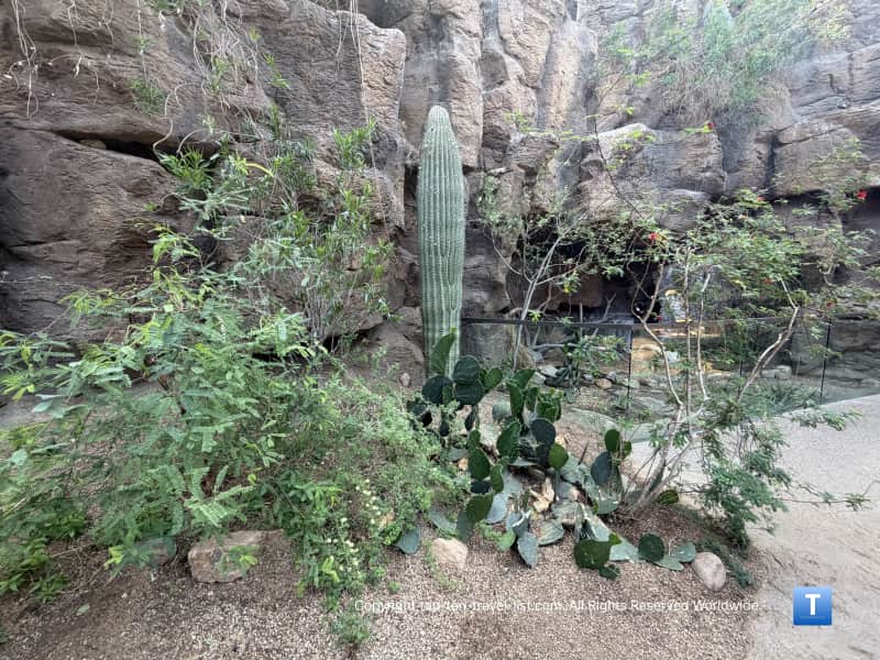 Cacti in Desert Dome at the Henry Doorly Zoo