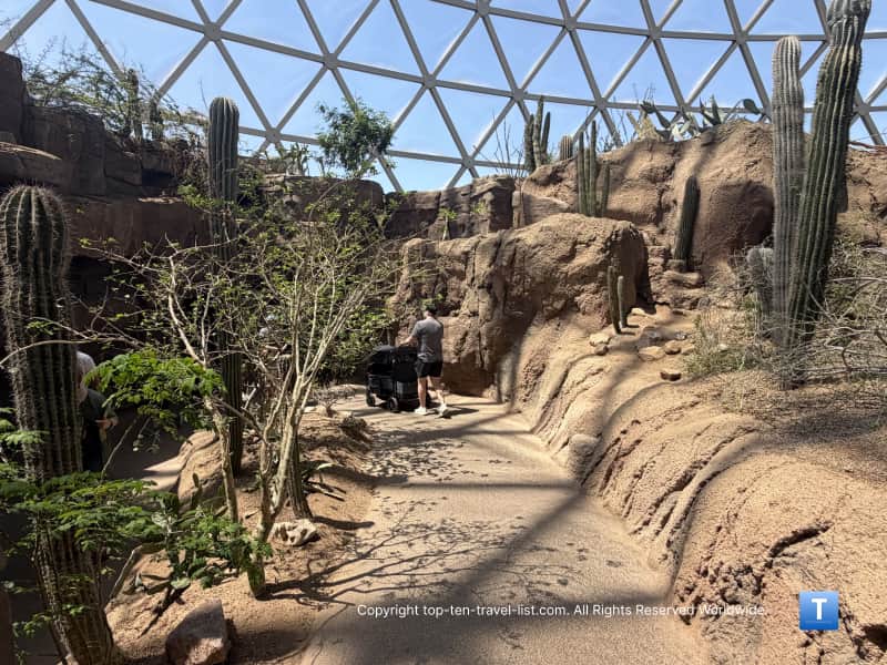 Diverse cacti species at Desert Dome at the Henry Doorly Zoo
