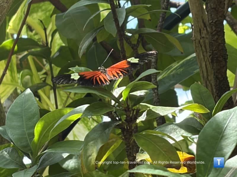 Butterfly exhibit at the Henry Doorly Zoo