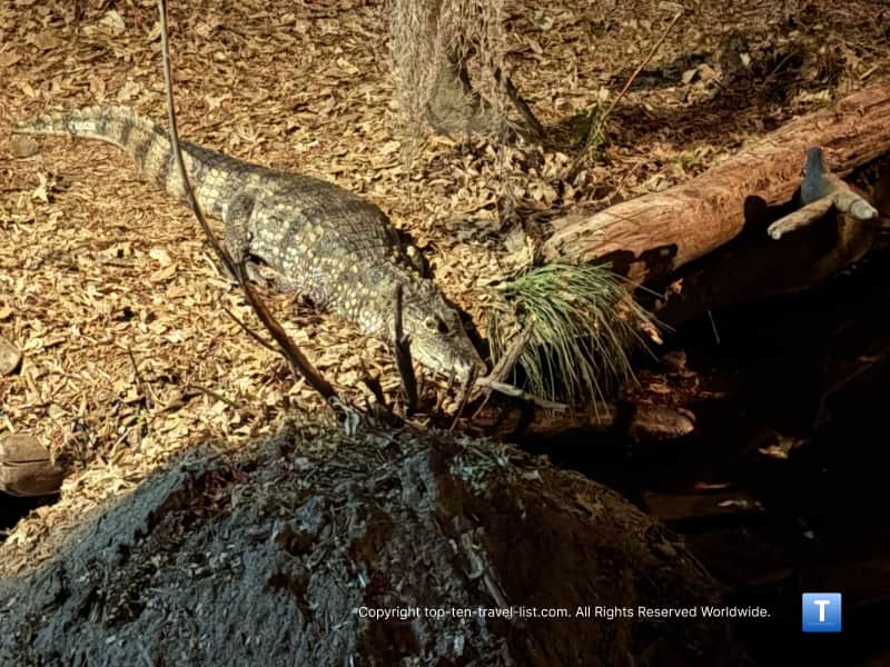 Gator sighting at Mahoney Kingdoms of the NIght at Henry Doorly Zoo