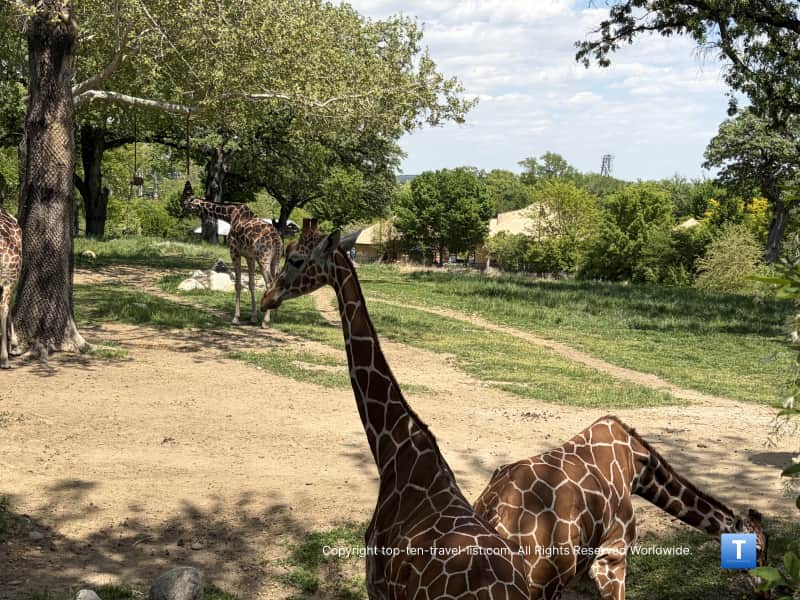 Giraffe at the Henry Doorly Zoo