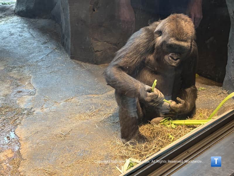 Gorilla Valley at the Henry Doorly Zoo