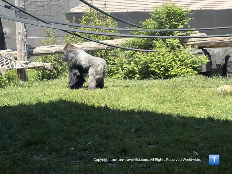 Gorilla at the Henry Doorly Zoo