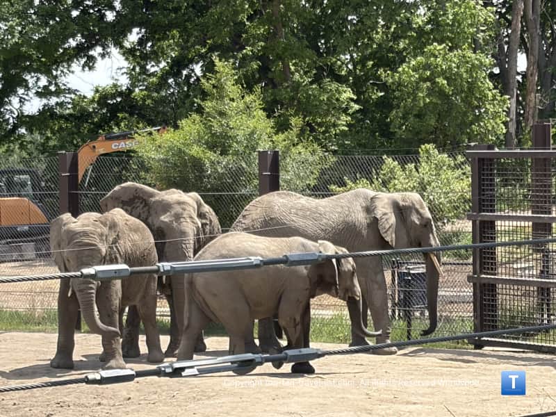 Group of elephants at the Henry Doorly Zoo