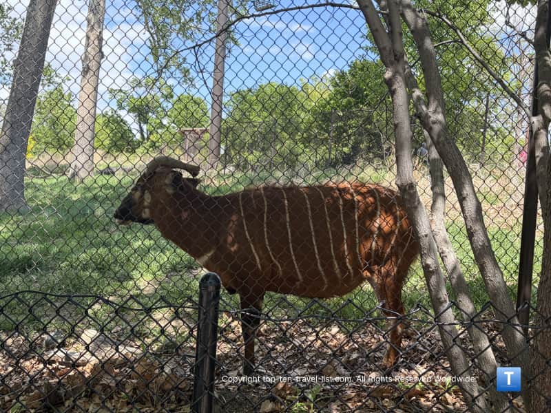 Chinese goral at the Henry Doorly Zoo