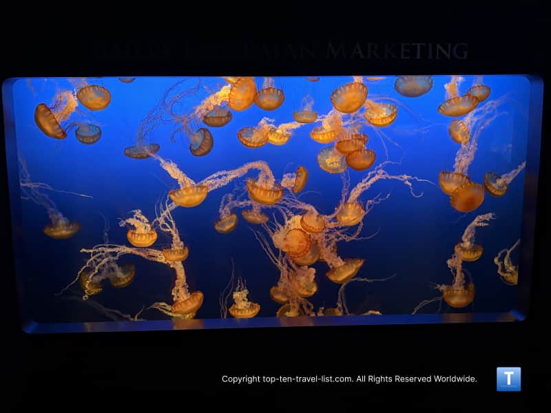 Jellyfish at the Henry Doorly Zoo aquarium