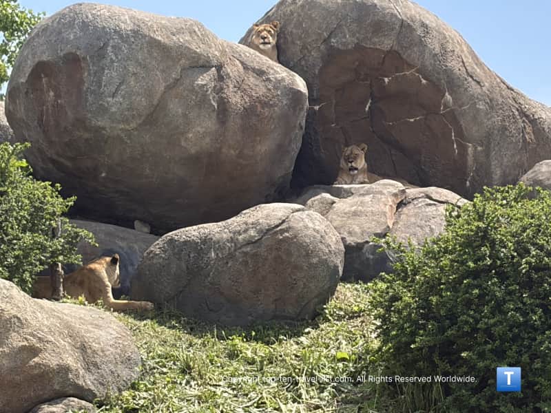 Lions at the Henry Doorly Zoo